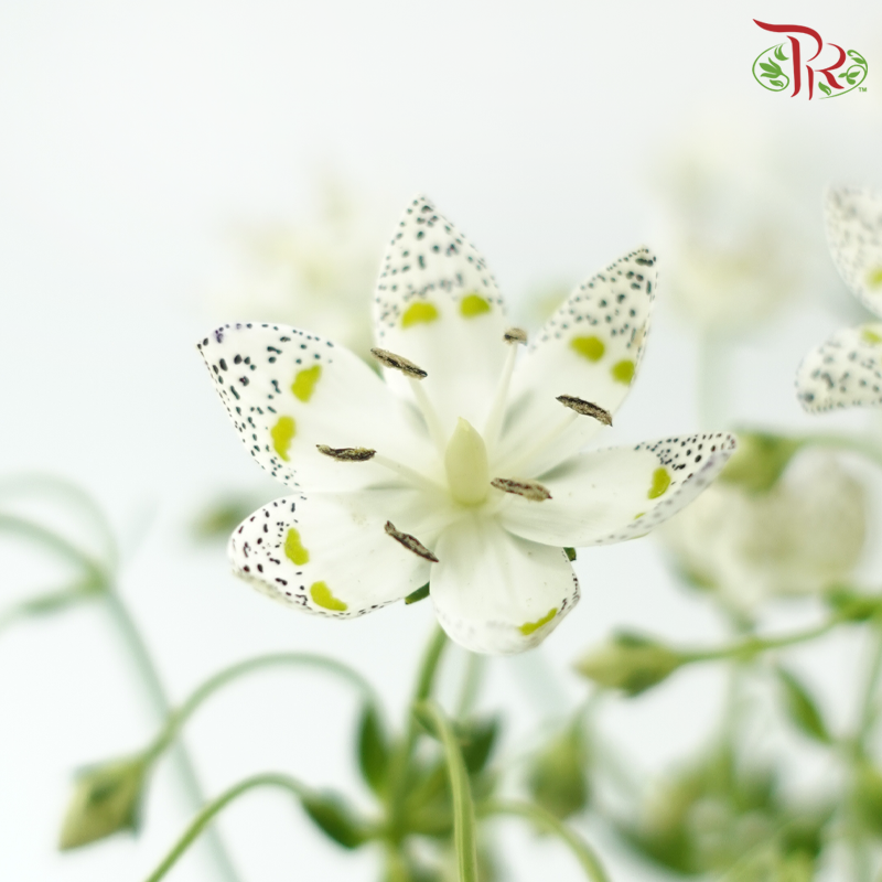 Nirvana Flower - White (Per Bunch)