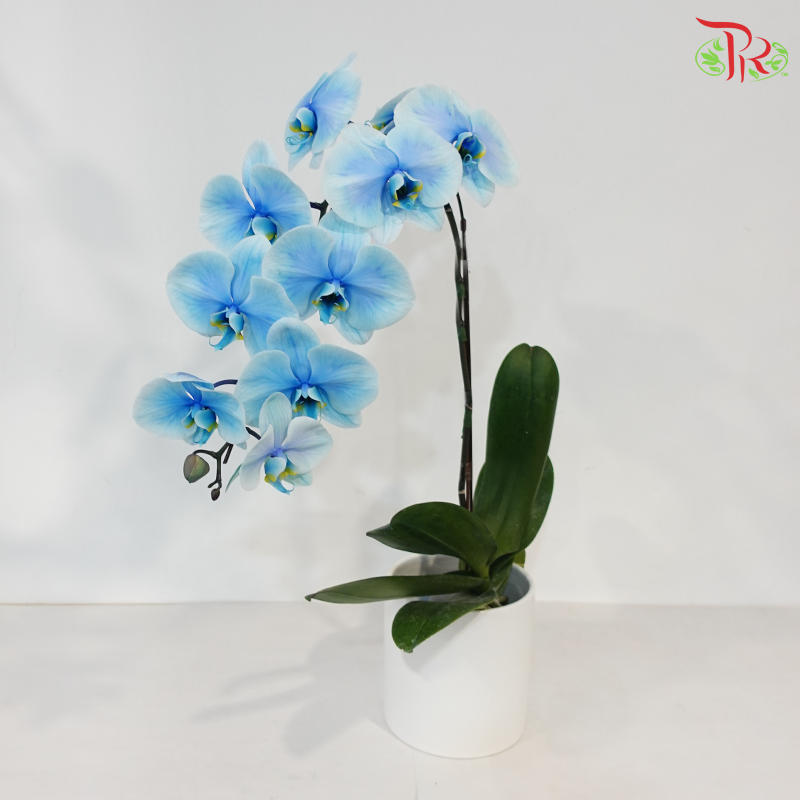 【Pre-Order】Big Single Stem Phalaenopsis Orchid (Without Vase) (With Color Option)