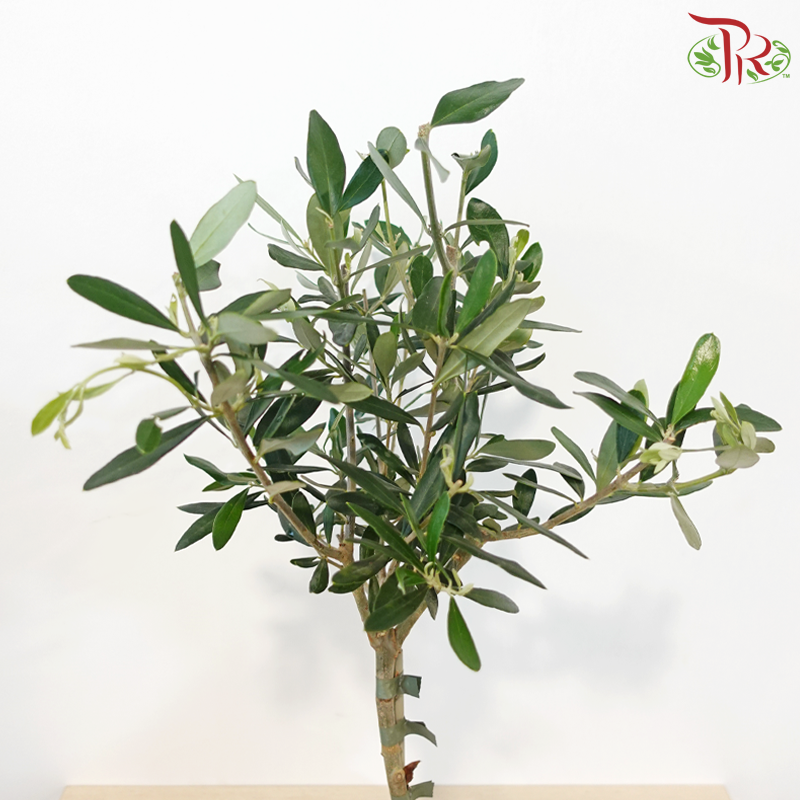 Olea Europaea - 30cm《油橄榄》