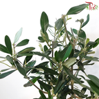 Olea Europaea - 30cm《油橄榄》