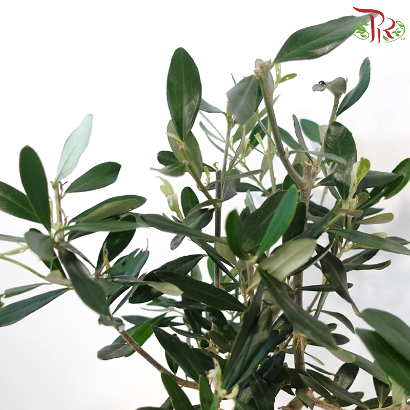 Olea Europaea 150 - 45cm《油橄榄》