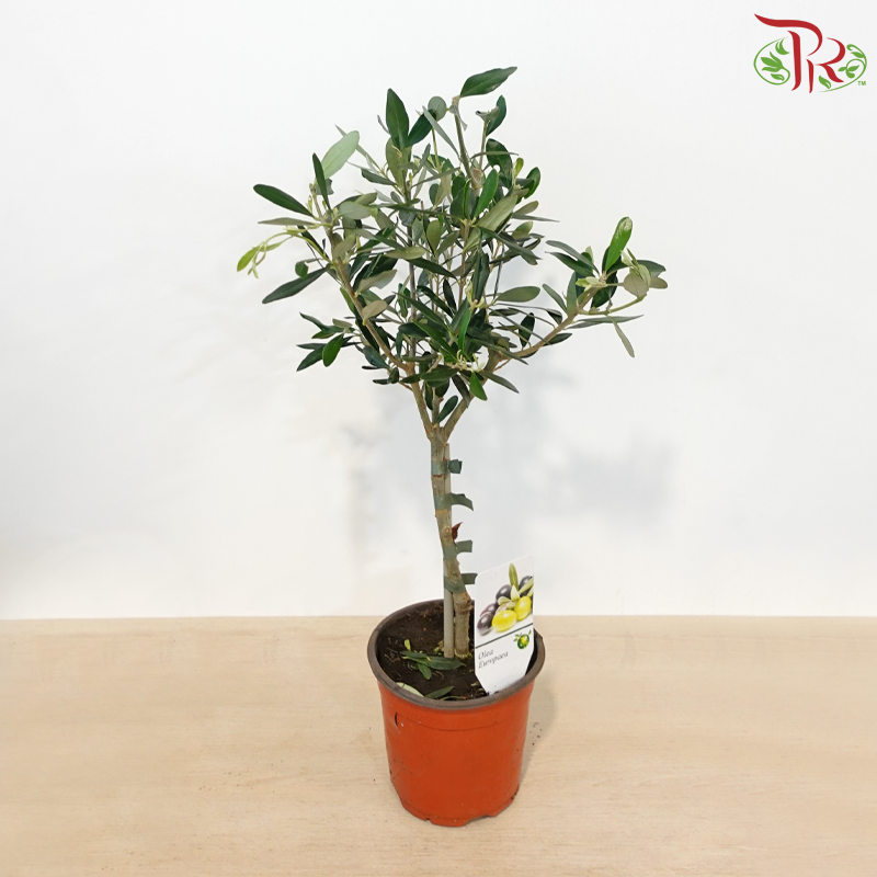 Olea Europaea - 30cm《油橄榄》
