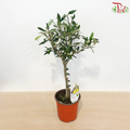 Olea Europaea - 30cm《油橄榄》
