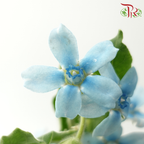 Oxypetalum - Angel Blue (5 Stems)
