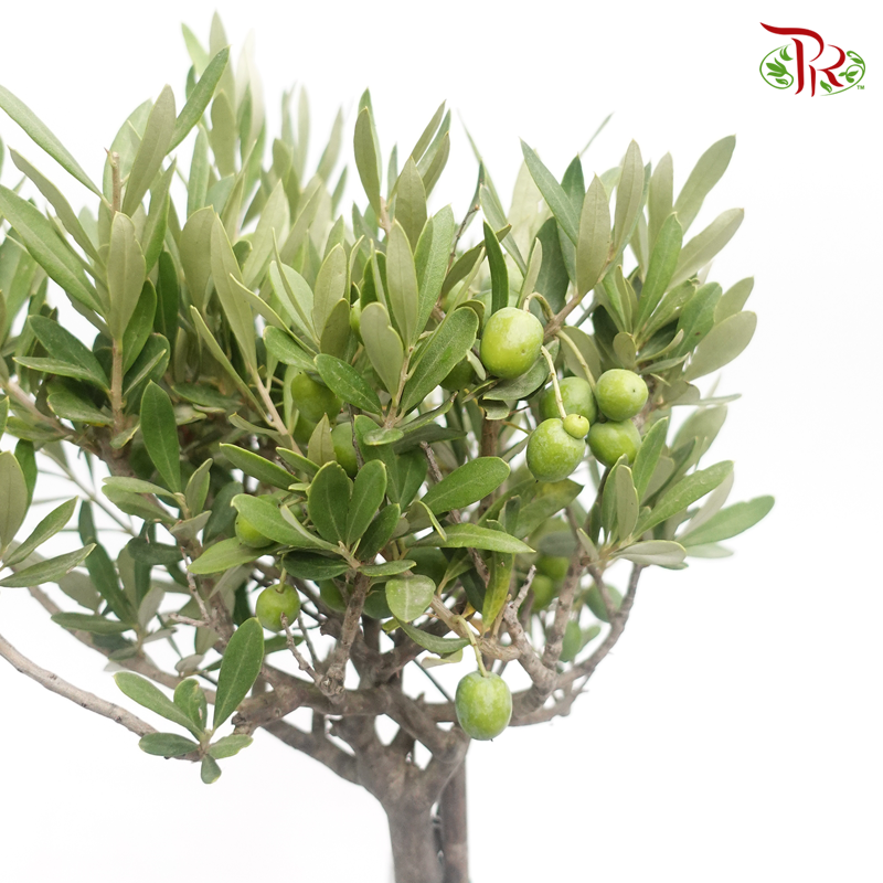 Olea Europaea - Olive Tree《油橄欖》(70 CM) - Pudu Ria Florist