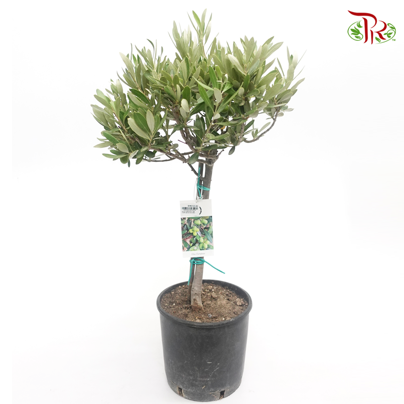 Olea Europaea - Olive Tree《油橄欖》(70 CM) - Pudu Ria Florist