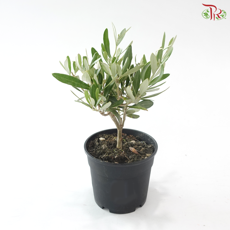 Olea Europaea 140 - 35cm《油橄榄》
