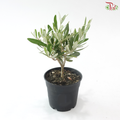 Olea Europaea 140 - 35cm《油橄榄》