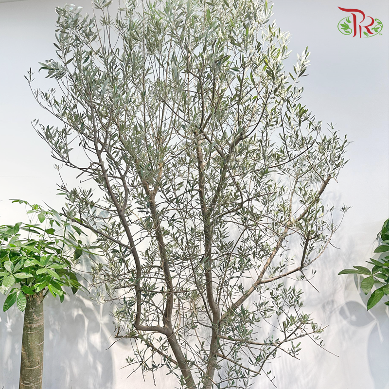 Olea Europaea (Olive Tree) Italy (7FT - 8FT)《油橄榄》