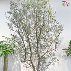 Olea Europaea (Olive Tree) Italy (7FT - 8FT)《油橄榄》