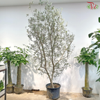 Olea Europaea (Olive Tree) Italy (7FT - 8FT)《油橄榄》