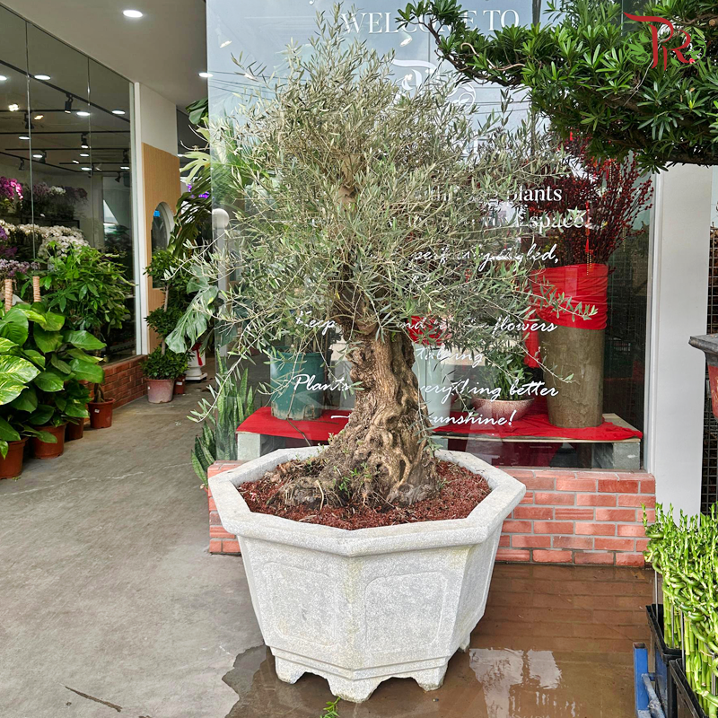 Olea Europaea (Olive Tree) Italy (7FT-8FT)《油橄榄》