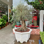 Olea Europaea (Olive Tree) Italy (7FT-8FT)《油橄榄》