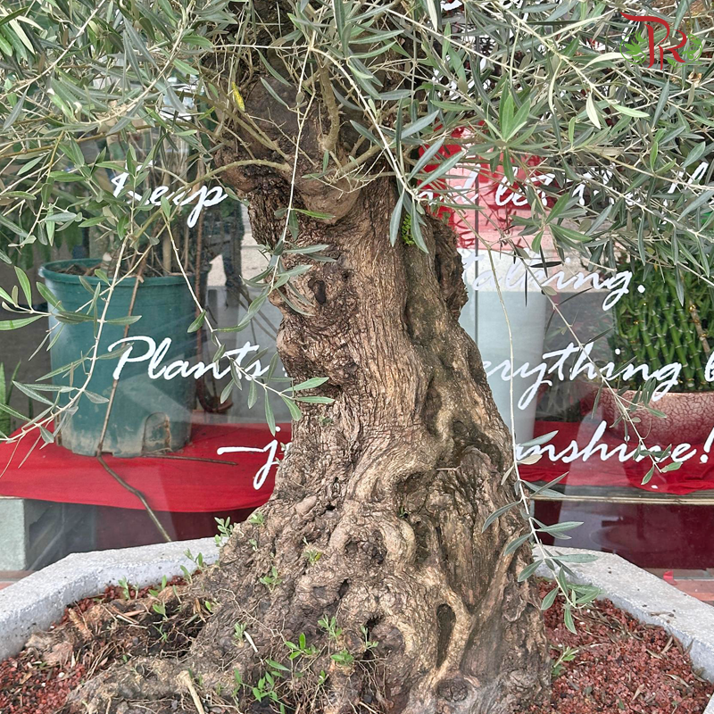 Olea Europaea (Olive Tree) Italy (7FT-8FT)《油橄榄》