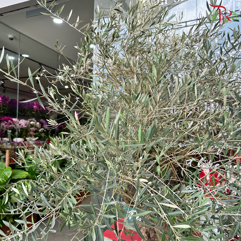 Olea Europaea (Olive Tree) Italy (7FT-8FT)《油橄榄》