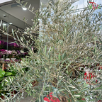 Olea Europaea (Olive Tree) Italy (7FT-8FT)《油橄榄》