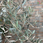 Olea Europaea (Olive Tree) Italy (7FT-8FT)《油橄榄》