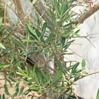 Olea Europaea (Olive Tree) Italy (7FT - 8FT)《油橄榄》