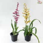 Oncidium Pot Plant (With Color Options)