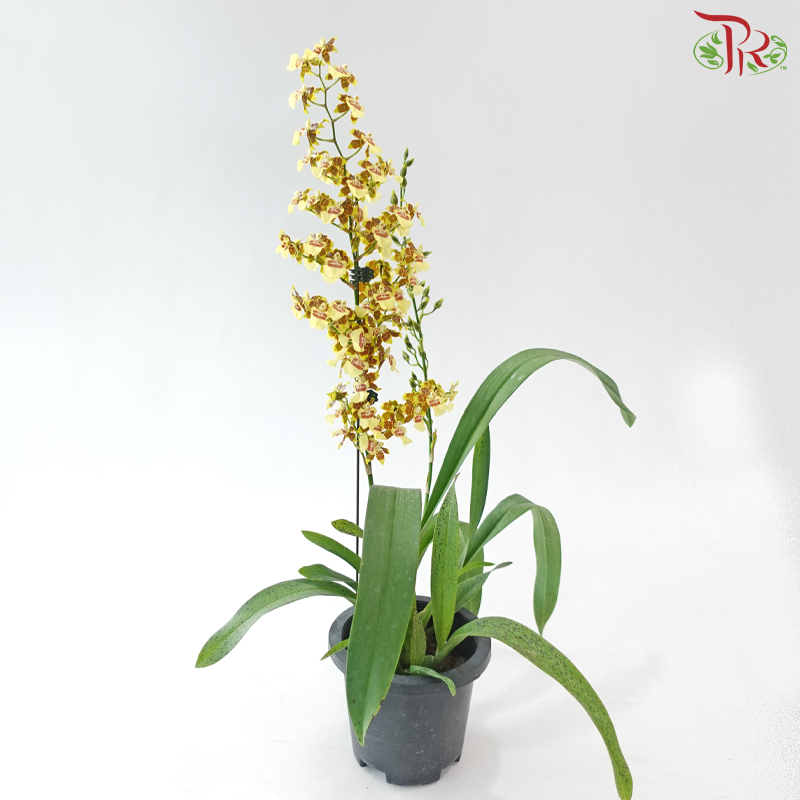 Oncidium Pot Plant (With Color Options)