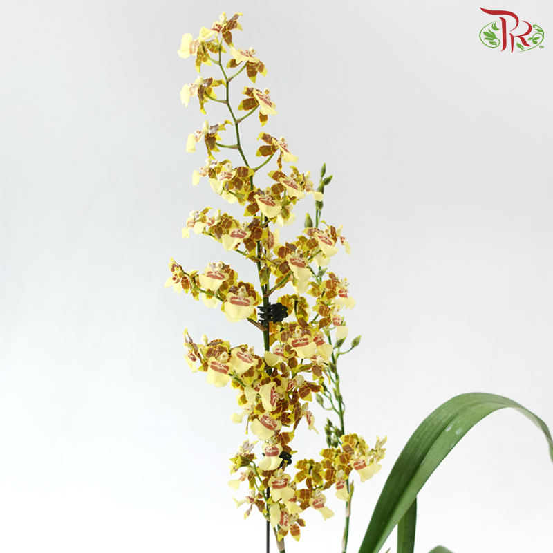 Oncidium Pot Plant (With Color Options)