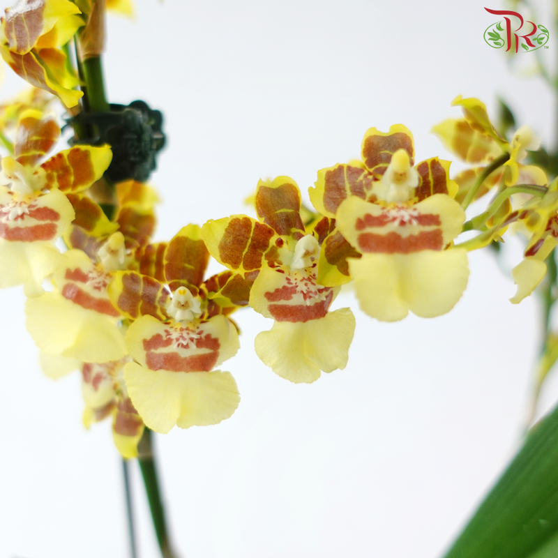 Oncidium Pot Plant (With Color Options)