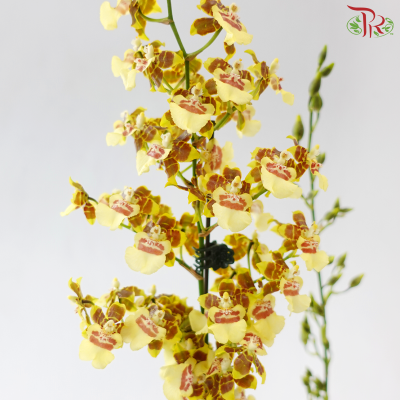 Oncidium Pot Plant (With Color Options)