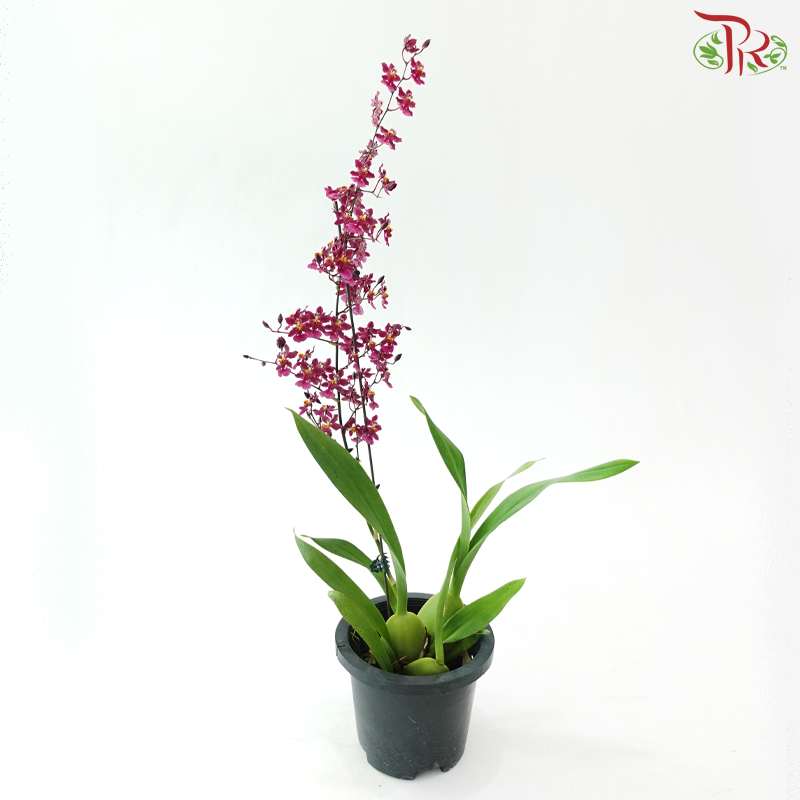 Oncidium Pot Plant (With Color Options)