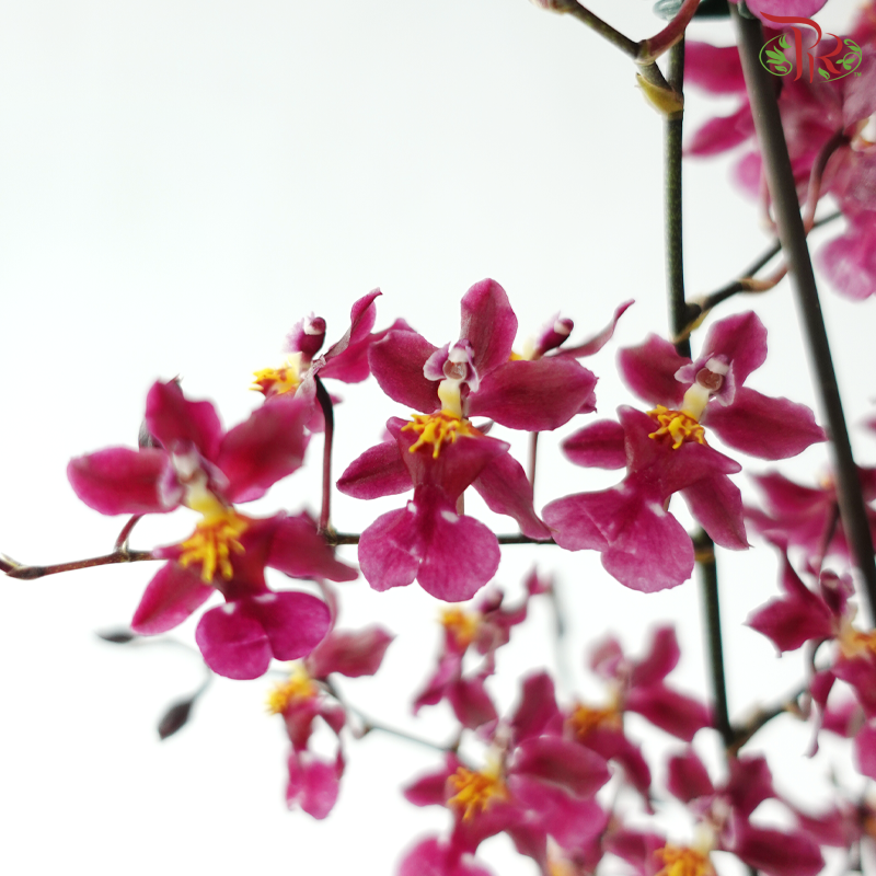 Oncidium Pot Plant (With Color Options)