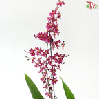 Oncidium Pot Plant (With Color Options)