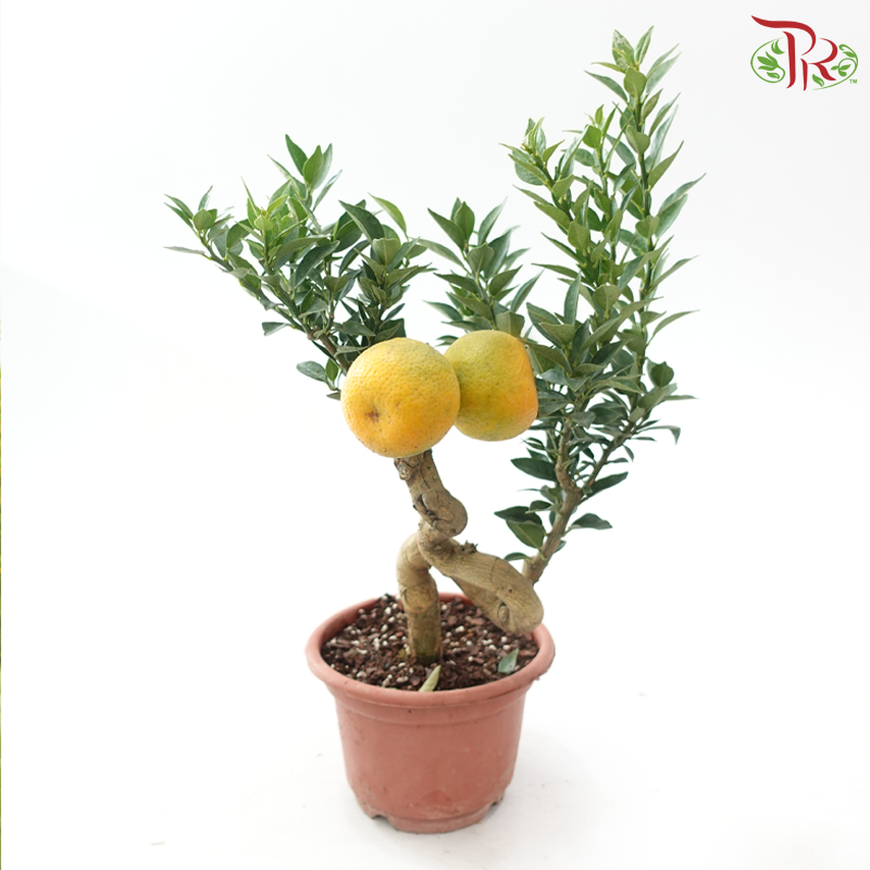 Orange Tree Bonsai《老桩柑子》