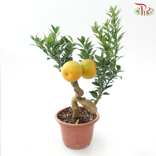 Orange Tree Bonsai《老桩柑子》