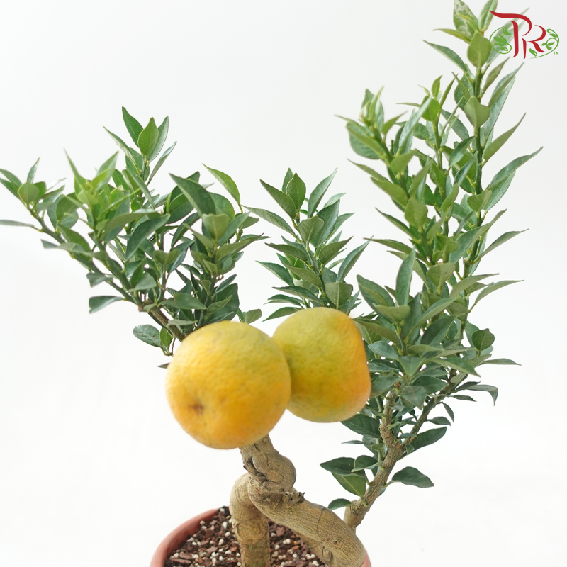 Orange Tree Bonsai《老桩柑子》