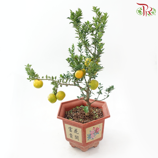 Orange Tree Natural Shape Bonsai《老桩自然形柑子》