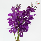 Mokara Orchid - Chark Blue (L) (5 Stems)