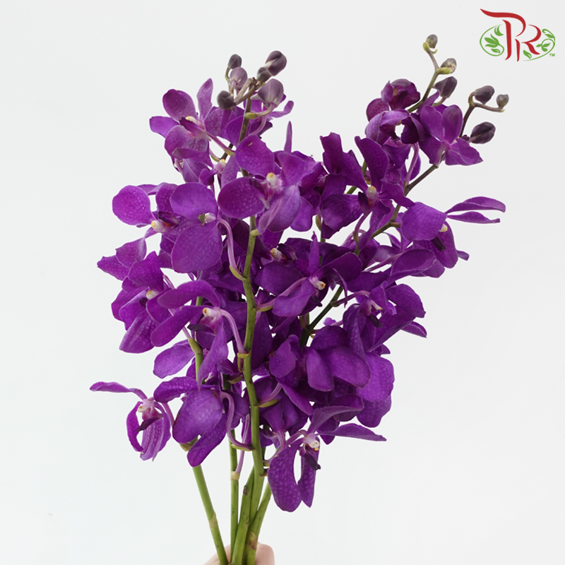 Mokara Orchid - Chark Blue (L) (5 Stems)