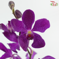 Mokara Orchid - Chark Blue (L) (5 Stems)