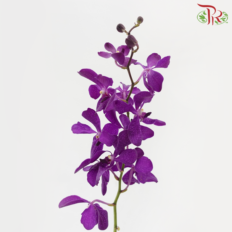 Mokara Orchid - Chark Blue (L) (5 Stems)