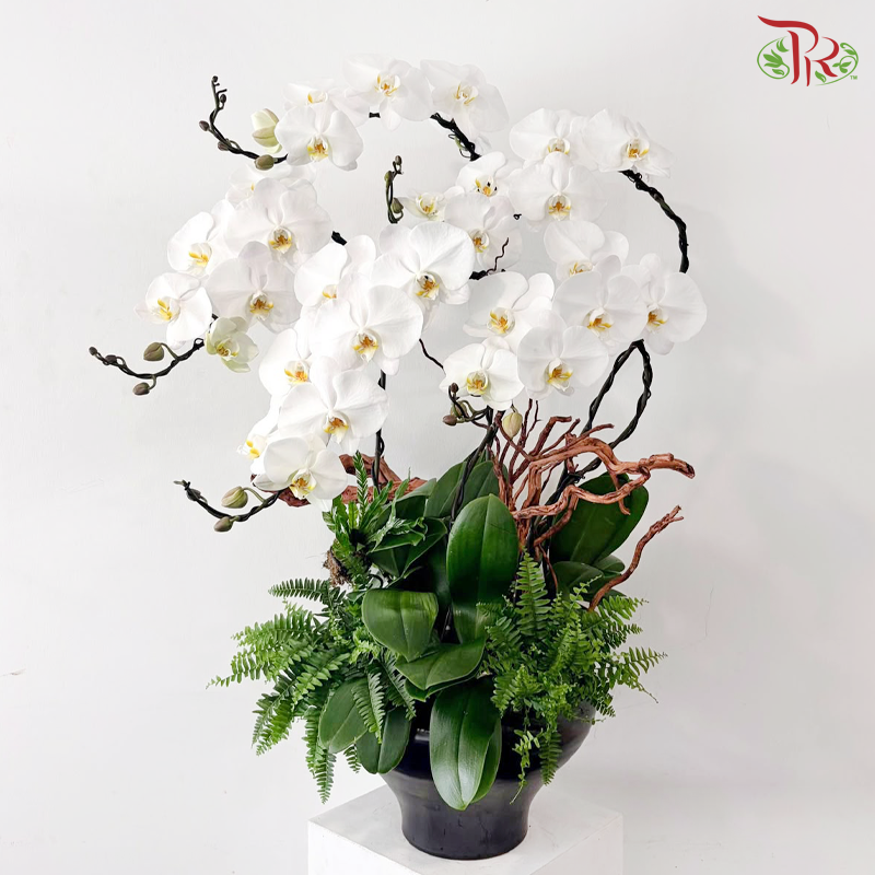 【Pre-Order】Beyond the Horizon Orchid Arrangement