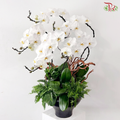 【Pre-Order】Beyond the Horizon Orchid Arrangement