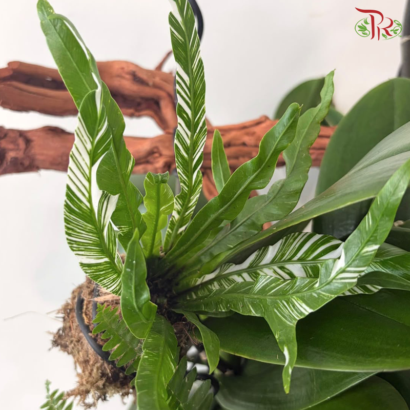 【Pre-Order】Beyond the Horizon Orchid Arrangement