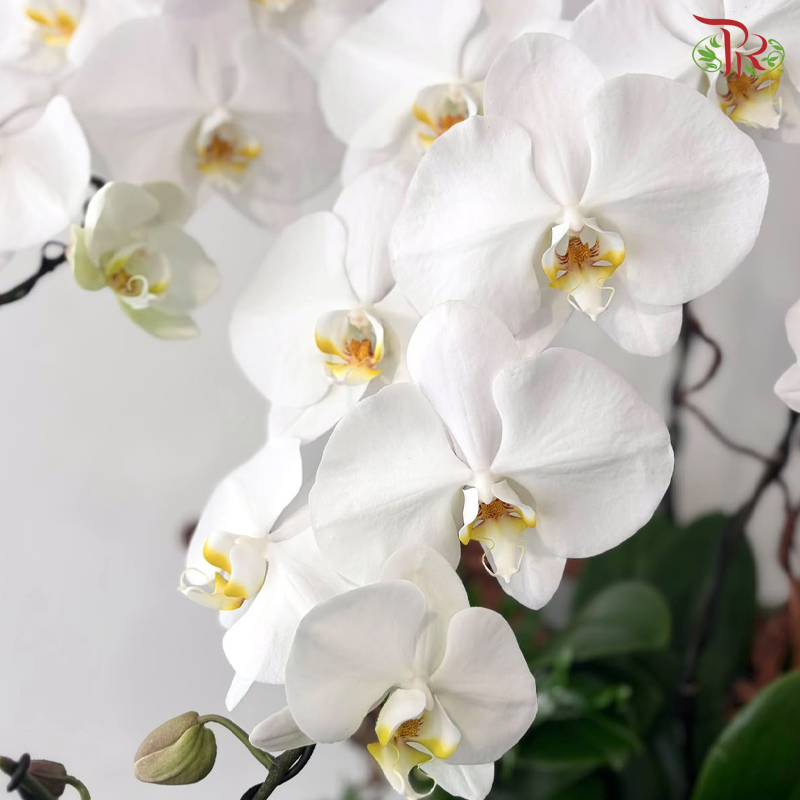 【Pre-Order】Beyond the Horizon Orchid Arrangement