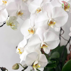 【Pre-Order】Beyond the Horizon Orchid Arrangement
