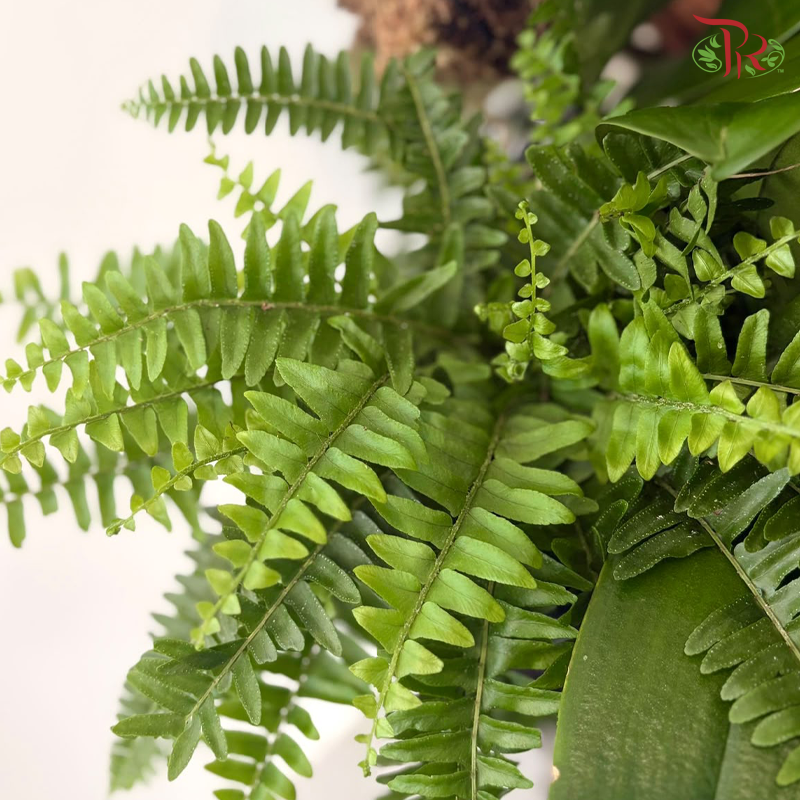【Pre-Order】Beyond the Horizon Orchid Arrangement