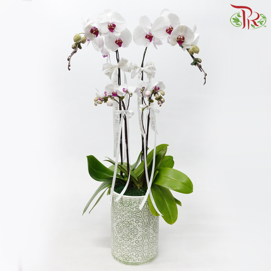 Orchid Arrangement in Classis Pot (Random Choose Orchid Colour, Design & Deco)