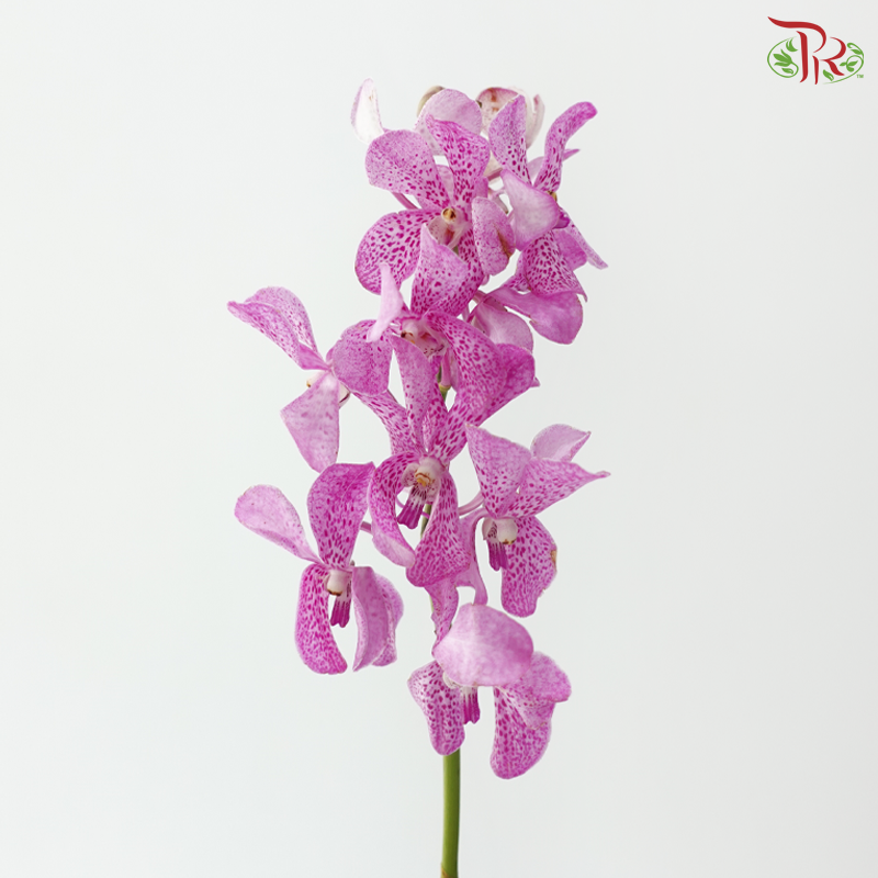 Mokara Orchid - Pink With Dots (10 Stems)