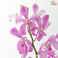 Mokara Orchid - Pink With Dots (10 Stems)