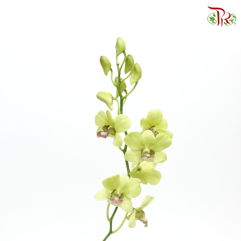 HW - Dendrobium - Orchid Green With Grey Lips (M) (5 Stems) - Pudu Ria Florist