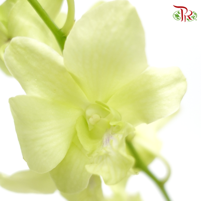HW - Dendrobium - Orchid Apple Green (M) (5 Stems)
