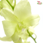 HW - Dendrobium - Orchid Apple Green (S) (5 Stems) - Pudu Ria Florist